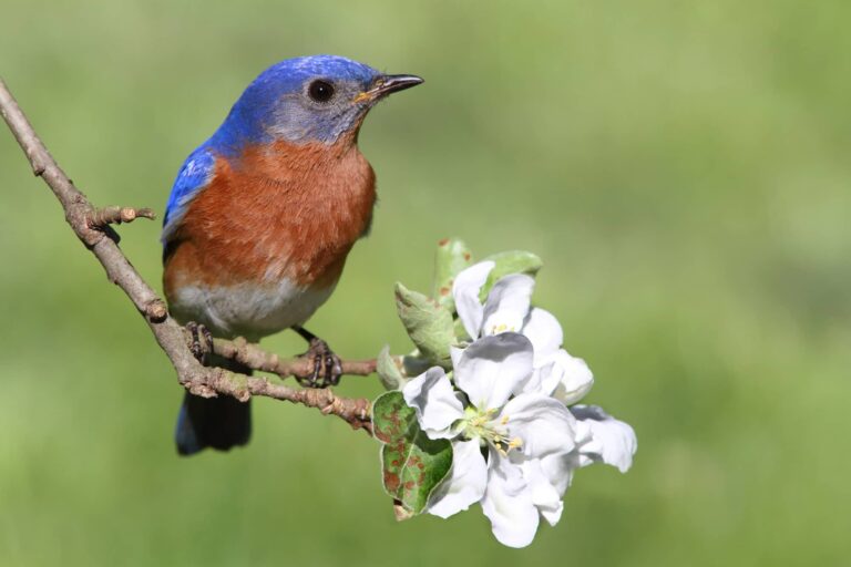 Bluebird