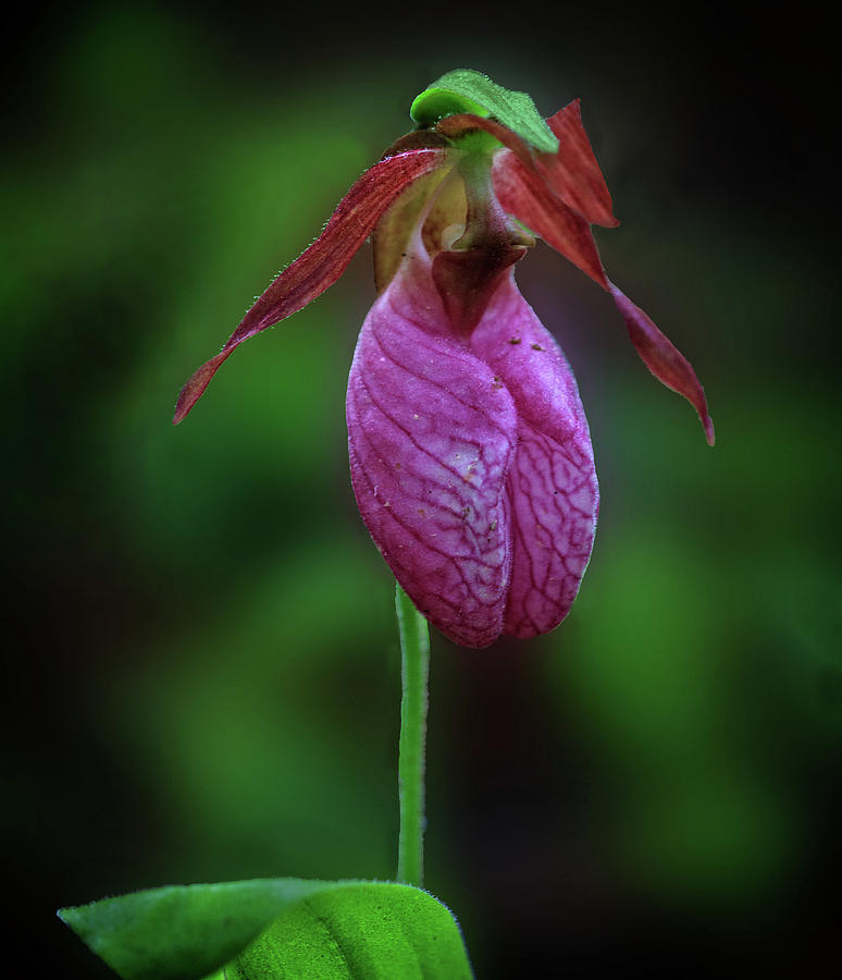 Pink Ladyslipper