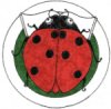 Ladybug
