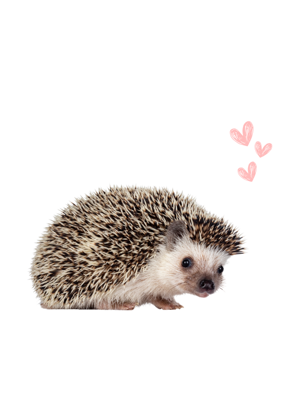 Hedgehog Library Visit