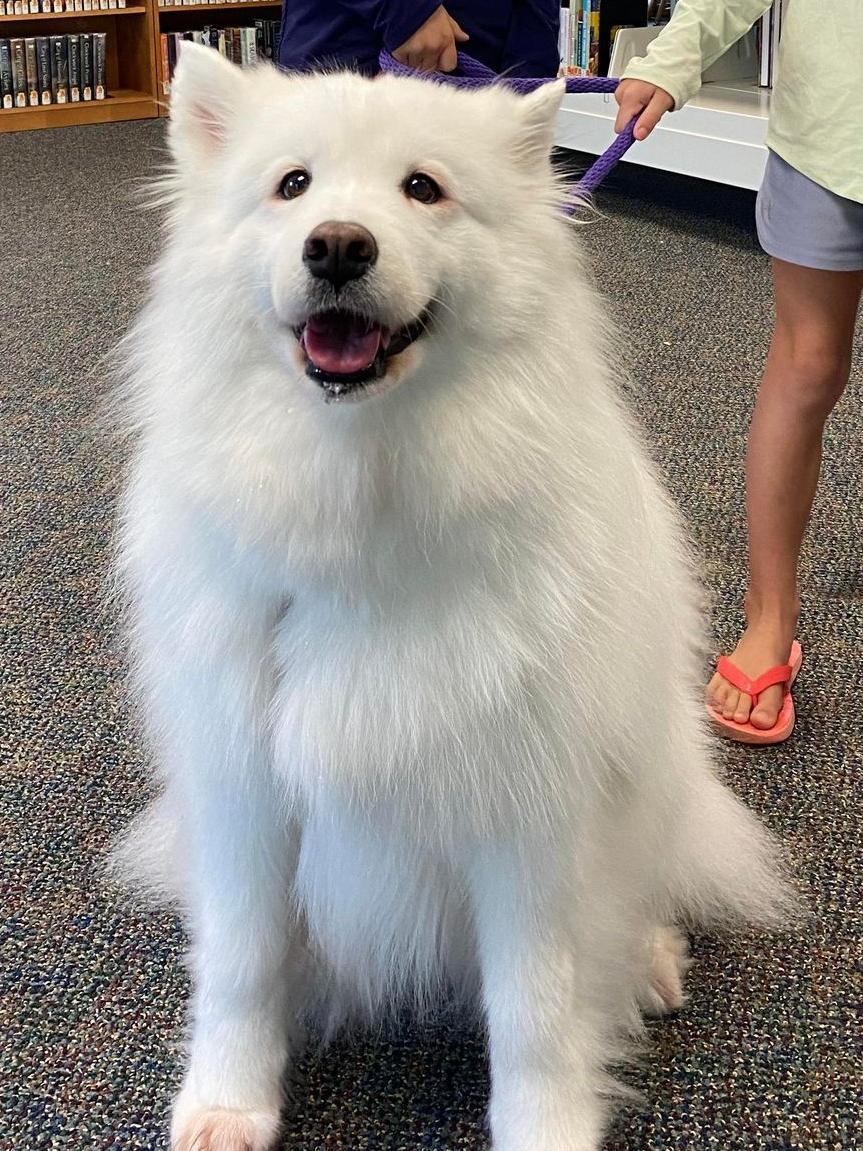 White Dog